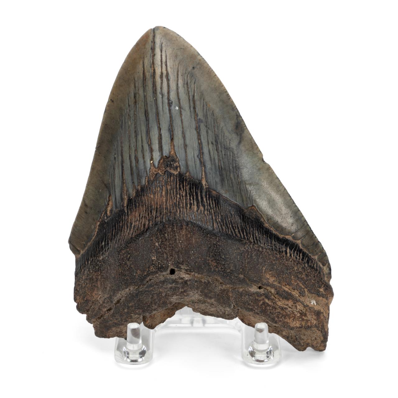 FOSSILIZED MEGALODON SHARK TOOTH 288aa4