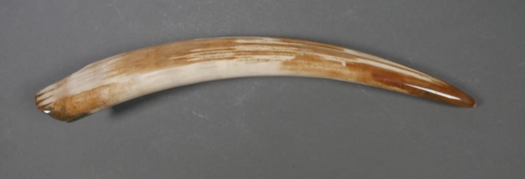 FOSSIL WALRUS IVORY TUSKFossilized 2a2cd1