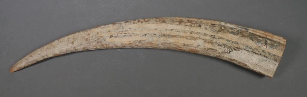 FOSSIL WALRUS IVORY TUSKFossilized 2a2cd2