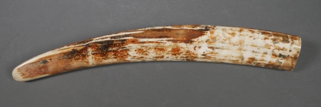 FOSSIL WALRUS IVORY TUSKFossilized 2a2cd3