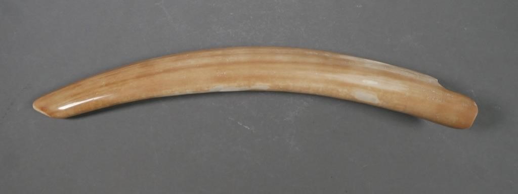 FOSSIL WALRUS IVORY TUSKFossilized 2a2ccf