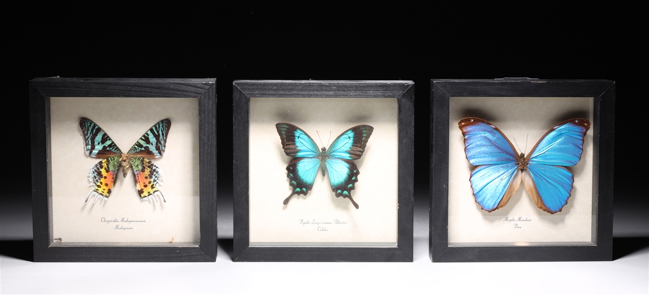 Three framed butterfly specimens 2abcda