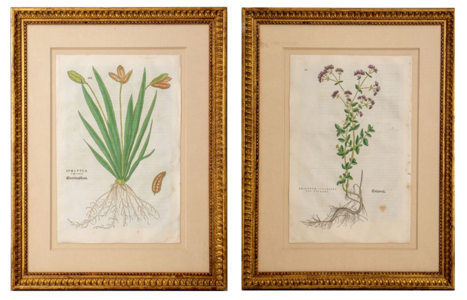 BOTANICAL HAND COLORED ENGRAVINGS  2bbba4