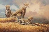 Adrian C Rigby (born 1962)/Cheetah at