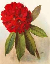 Millais, J.G. Rhododendrons, 1917. Folio,