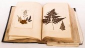 A Victorian Fern Book containing examples