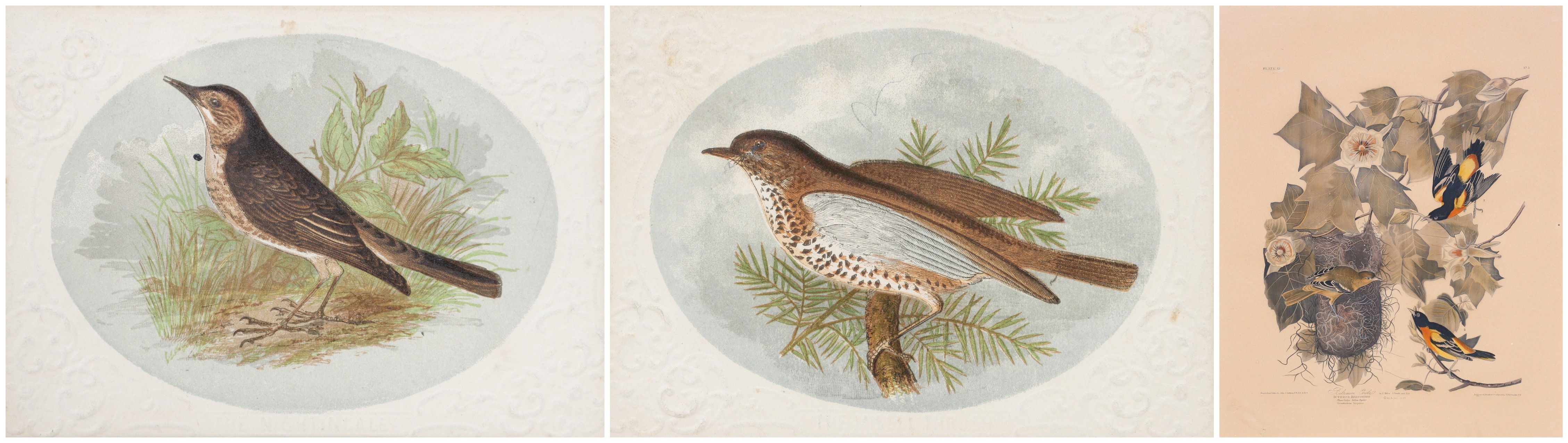  3 Framed Bird Prints 1937 lithograph 2e09de