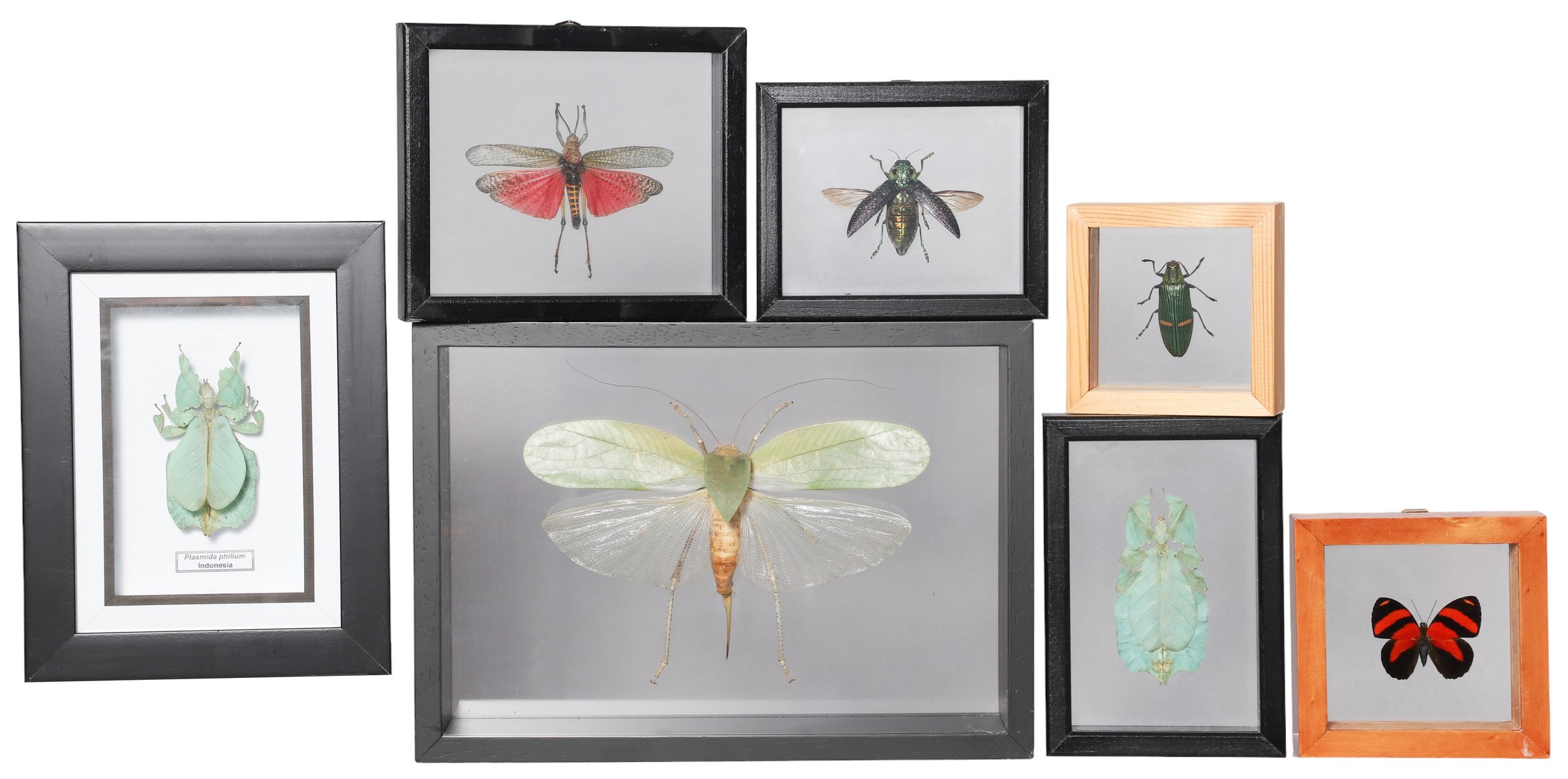  7 Framed mounted insects largest 2e0c05