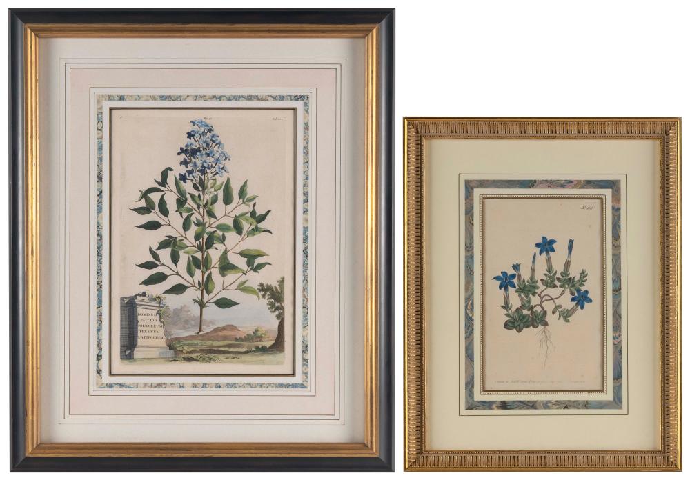 TWO HAND COLORED BOTANICAL PRINTS 2f1d62