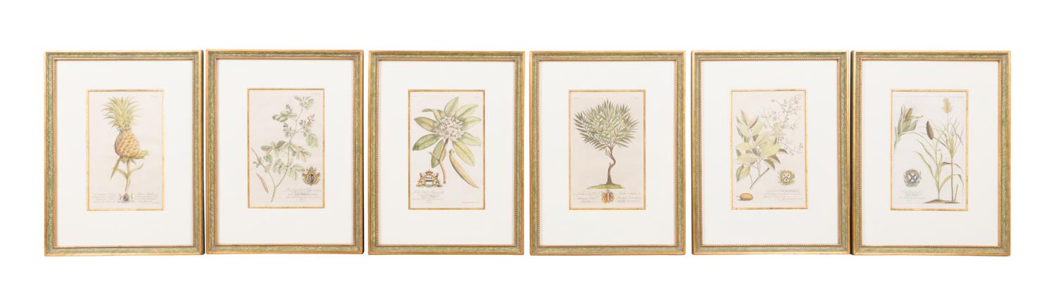 SIX HAND COLORED BOTANICAL ENGRAVINGS 2f96ab