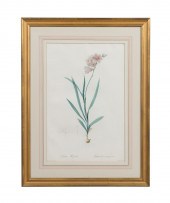 REDOUTE FLORAL ENGRAVING, PLATE 87,