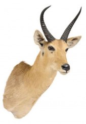 TAXIDERMY AFRICAN ANTELOPE MOUNT 2f7529