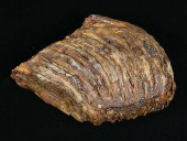 LARGE WOOLY MAMMOTH TOOTH FOSSILLarge 2fef04