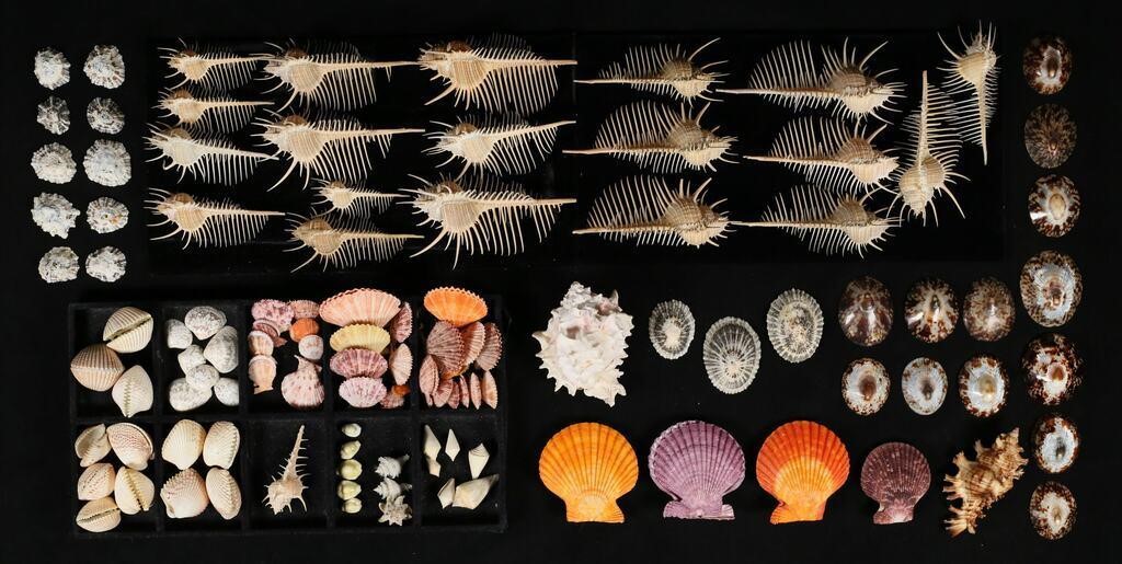 COLLECTION OF SHELLS MUREX SCALLOP 2fef42