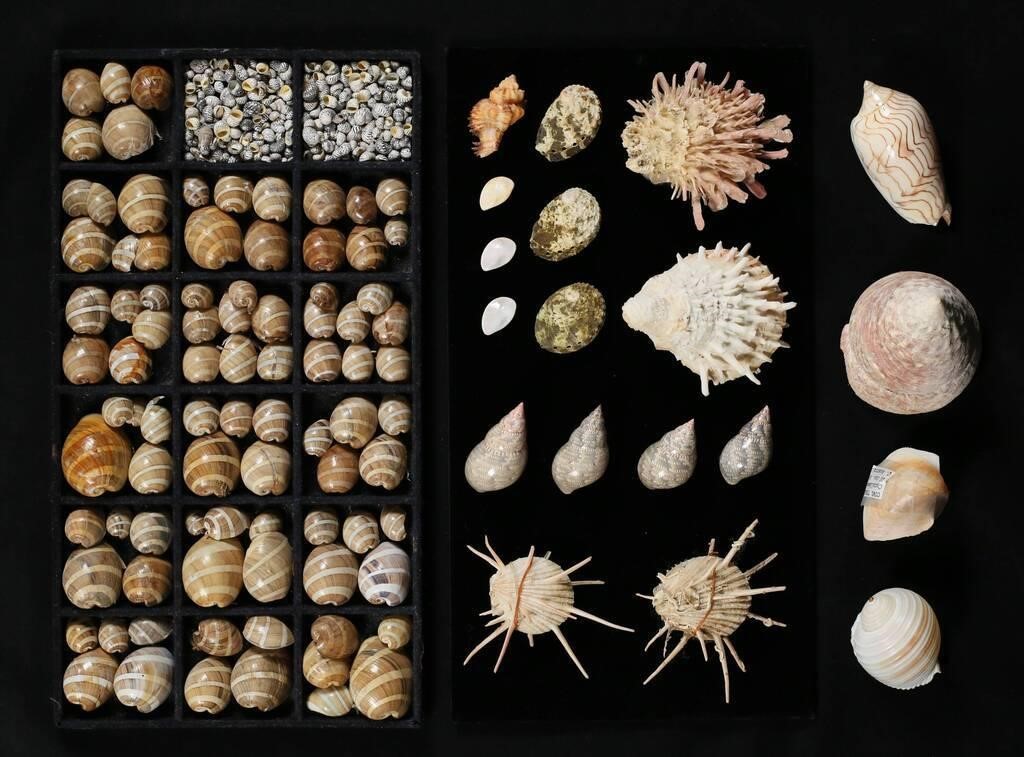 COLLECTION OF SEA SHELLSLarge group 2fef4f