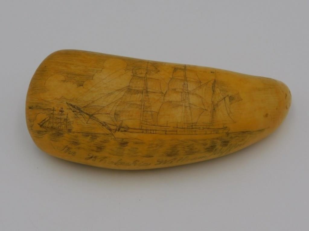 ENGRAVED SCRIMSHAW TOOTH 19TH 30360f
