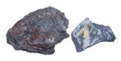 TWO FOSSIL-BEARING BLACK SHALE SPECIMENS