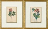 A pair of vintage botanical prints,