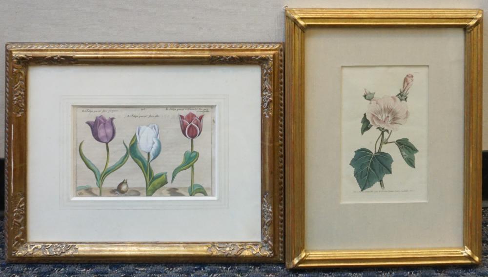 HAND COLORED ENGRAVING OF TULIPS 32f2e5