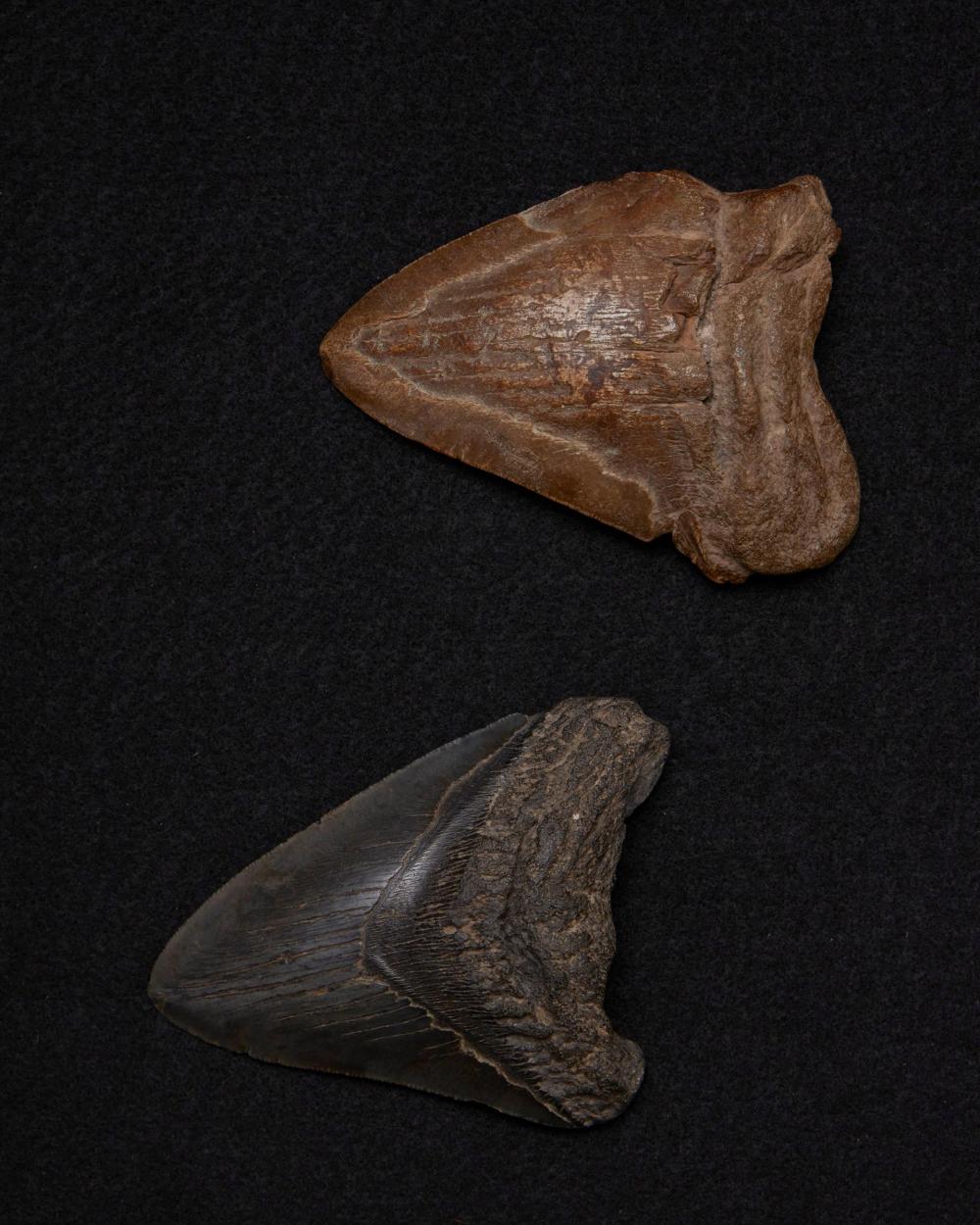 TWO FOSSILIZED MEGALODON SHARK 344741