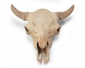A FOSSILIZED BISON SKULLA fossilized