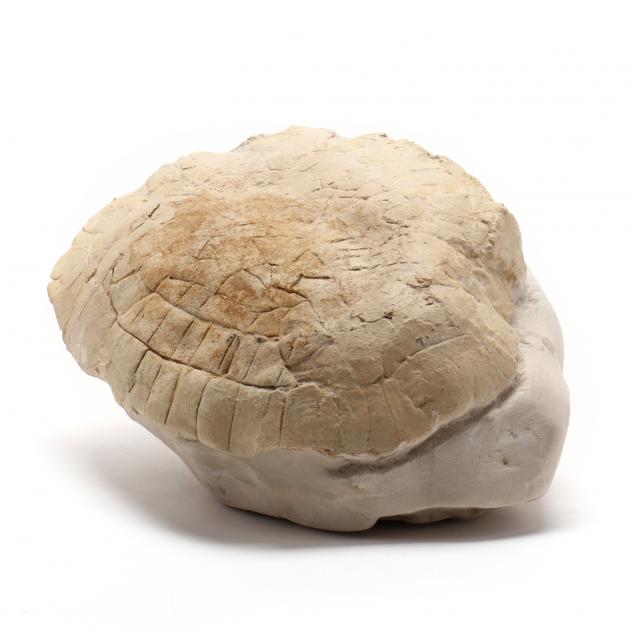 FOSSILIZED TURTLE SHELL The segmented 347f09