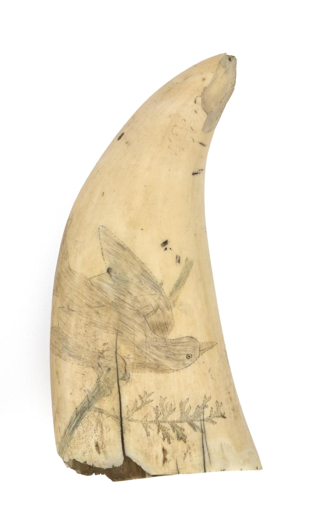 POLYCHROME SCRIMSHAW WHALE S TOOTH 34c678