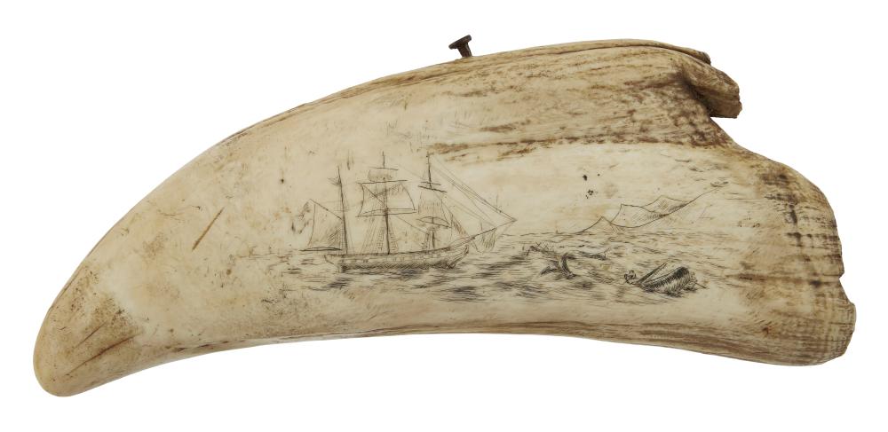  LARGE ENGRAVED WHALE S TOOTH 350205
