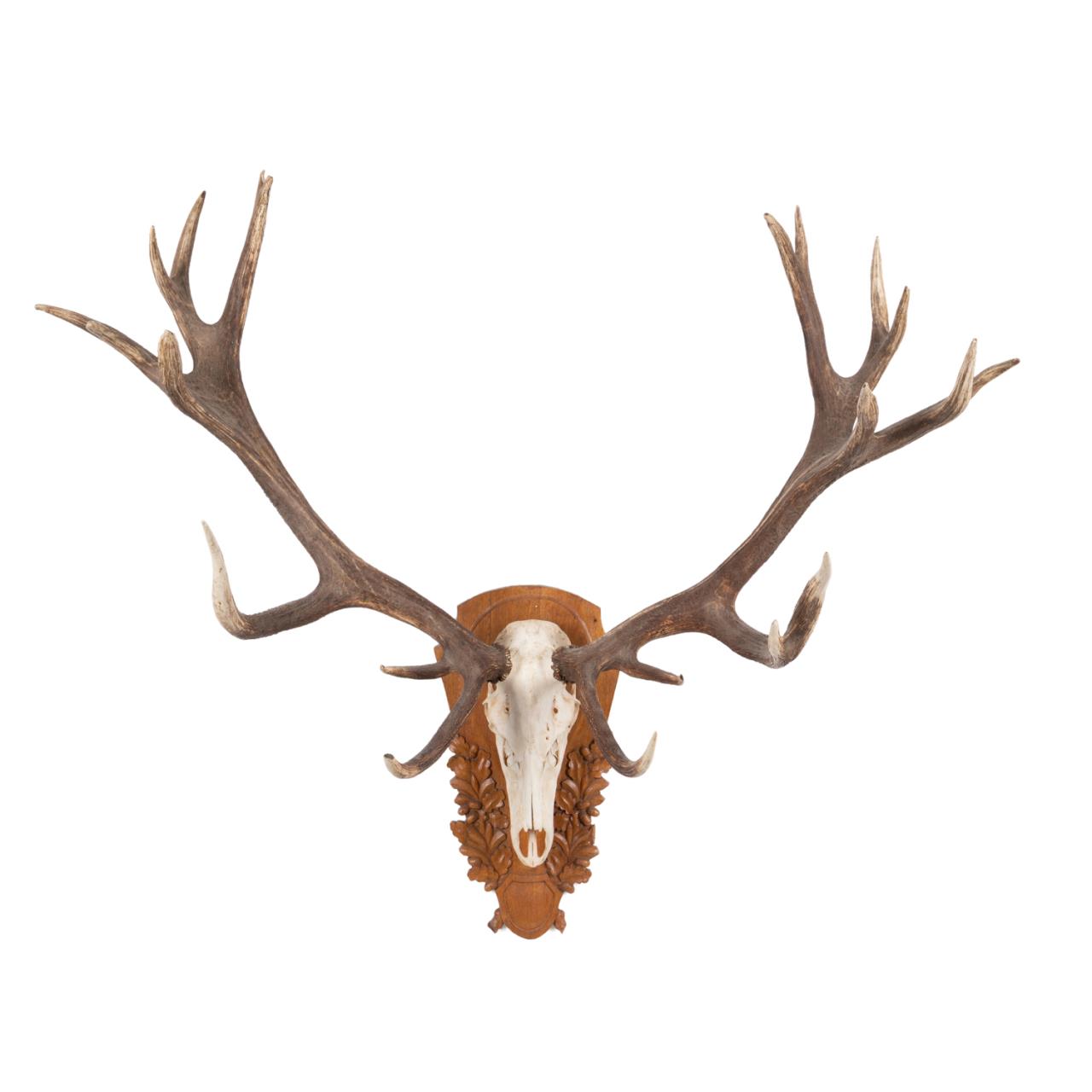 LARGE MOUNTED RED STAG ANTLERS 354d06