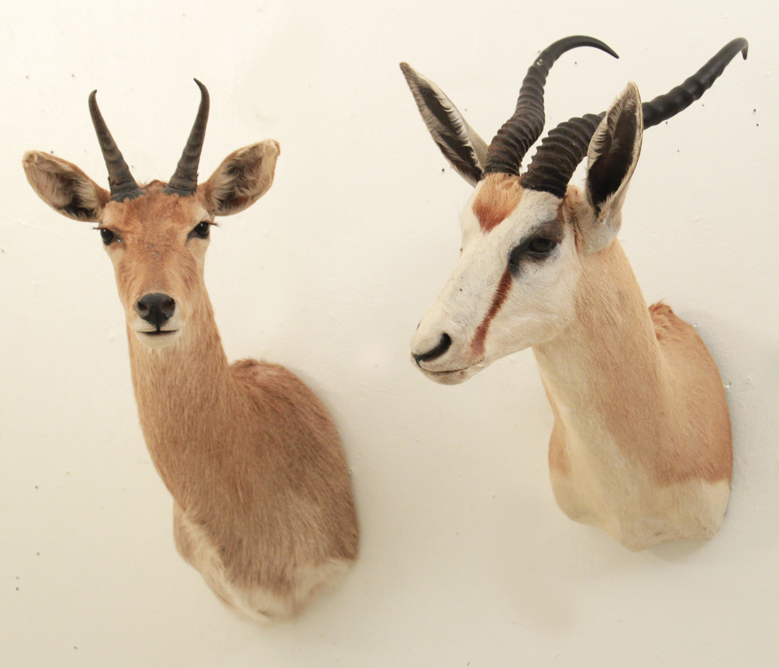 LOT OF TWO SHOULDER MOUNT TAXIDERMIES 35ef6c