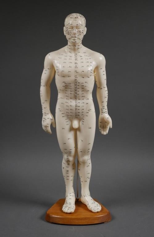 MALE ACUPUNCTURE BODY MODELHuman 365417