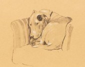 Cecil Aldin (1870-1930)/Dog Curled Up