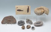 9 PC. FOSSIL & SPECIMEN COLLECTION: