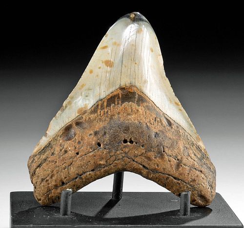 FOSSILIZED MEGALODON TOOTH W POLISHED 3712db