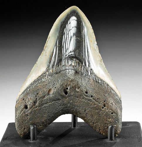 FOSSILIZED MEGALODON TOOTH W POLISHED 37147e