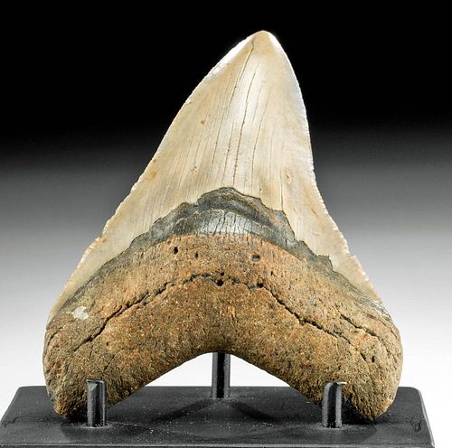 FOSSILIZED MEGALODON TOOTHAncient 37147f