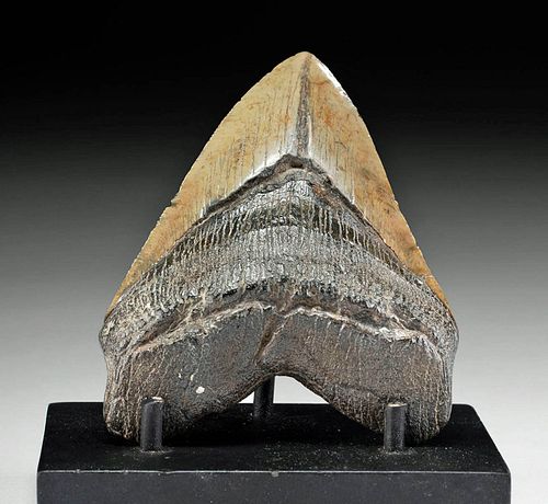 FOSSILIZED MEGALODON TOOTH HEFTY 371480