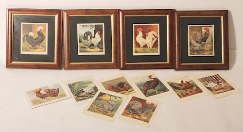 11 CASSELL S POULTRY CHROMOLITHOGRAPHS 37316f