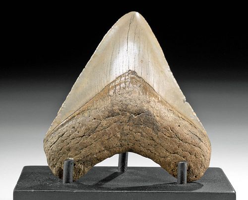 PRETTY FOSSILIZED MEGALODON TOOTH 37178e