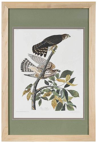 JOHN JAMES AUDUBON New York 1785 1851 Pigeon 3786c6