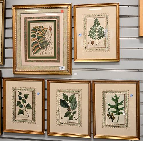 GROUP OF FIVE BOTANICAL HAND COLORED 378ba1