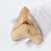 UNUSUALLY LARGE MEGALODON TOOTH FOSSILOne