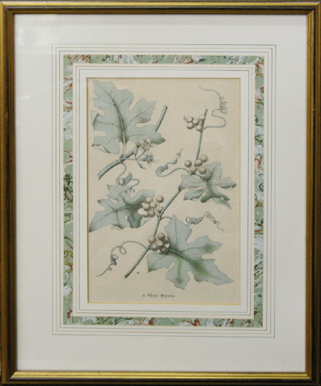 Group of Three Botanical Engravings  3a5da0