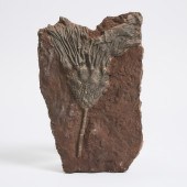 Fossilized Crinoid, Morocco, Ordovician