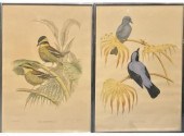 Two Vintage lithographed bird prints,