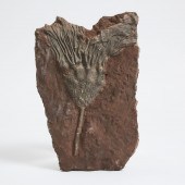 Ordovician Period Fossilized Crinoid,