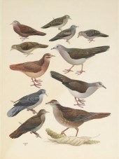 JOHN P. ONEILL (B. 1942)Two Bird Watercolors



Toucan,
