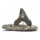 UNUSUAL 4-INCH MEGALODON TOOTH WITH