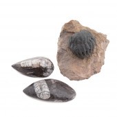 THREE FOSSIL SPECIMENS, INCLD. A CURLED