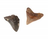 TWO FOSSIL MEGALODON TEETH Two fossil
